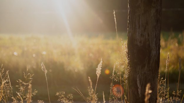 field-summer-sun-meadow_black